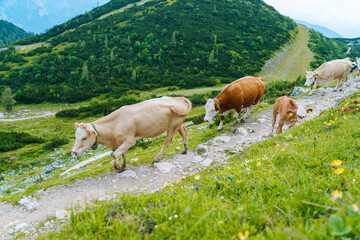 Naklejka premium Cow and calf spends the summer months on an alpine meadow in Alps. Many cows on pasture. Austrian cows on green hills in Alps. Alpine landscape in cloudy Sunny day. Cow standing on road through Alps. 