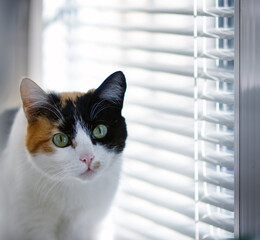 Trójkolorowy szylkretowy kot z zielonymi oczami na tle żaluzji okiennych