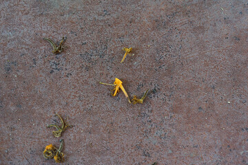 a small flower on the terrace slab