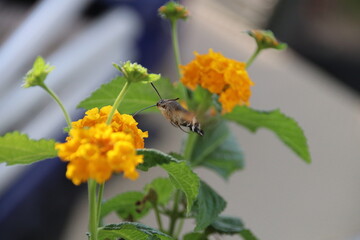 Taubenschwänzchen bei der Nahrungsaufnahme