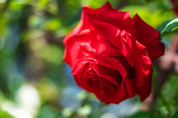 A large red rose grows on a bush, among light green leaves, a beautiful background. Nature outdoors macro summer photo
