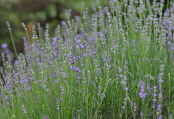 Lavender bushes. Lavender bloom season