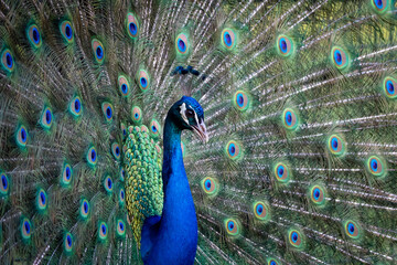 portrait of a male colorful peacock bird with flared tail