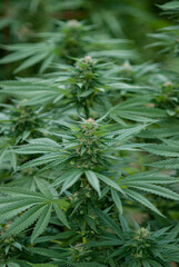 78 LA OG Affie strain Cannabis (cannabaceae) growing outdoors. This hybrid is a cross of Colombian Gold, Lemon Thai, and Pakistani Landrace strains. 