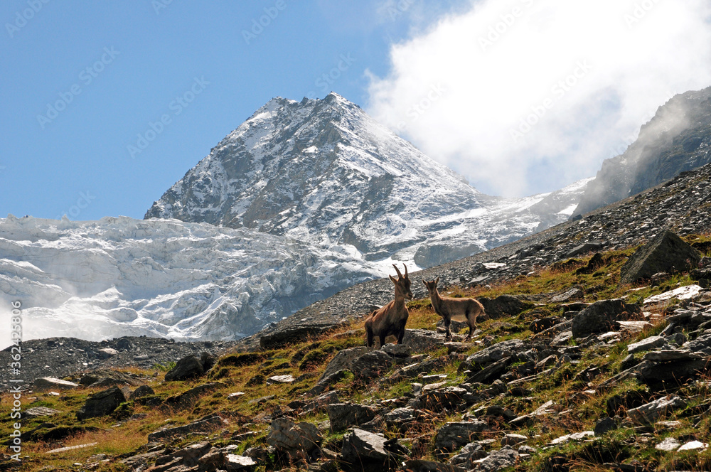 Sticker female ibex with young in front of the dürrenhorn and the riedgletscher.