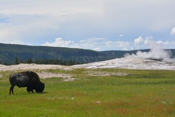 American Bison enjoying the view just after the eruption of Old Faithful Geyser in Yellowstone National Park
