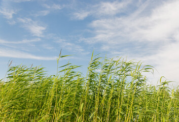 Obraz premium Tall green stalks of bulrush reeds against a blue sky. Background