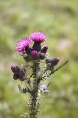 pink thistle