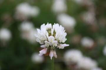 white clover flower