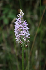 wild orchid