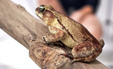 Big Brown-Eyed frog that lives in lakes and swamps