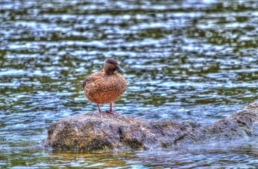 Canard