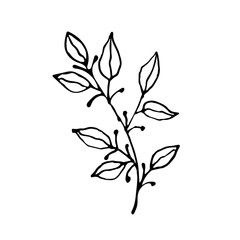 Hand drawn flat vector botanical leaves line illustrations isolated on a white background. Leaves for greeting cards,invitations,patterns.