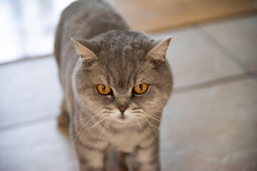 Chat