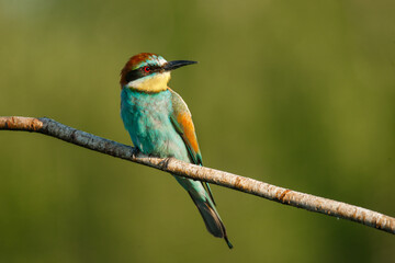 A Golden bee eater sits on a branch on a green background