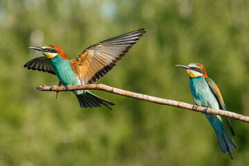 European Bee-eater comes in to land on a branch with another bee-eater