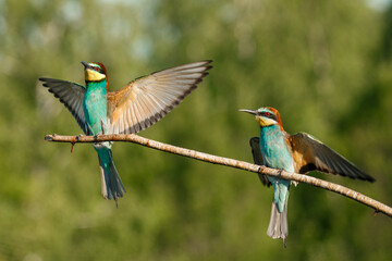 European Bee-eater comes in to land on a branch with another bee-eater