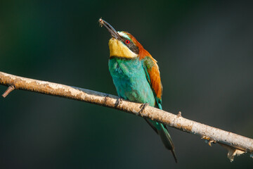A Golden bee eater sits on a branch on a green background