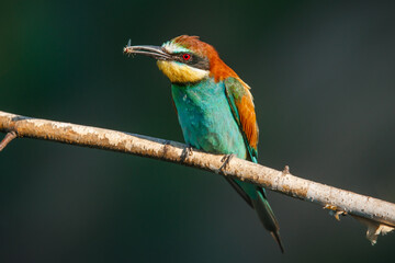 A Golden bee eater sits on a branch on a green background