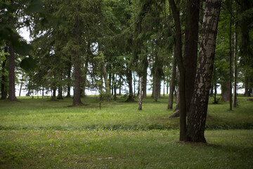 Fototapeta na wymiar Green Trees and Grass in the Park Petergof
