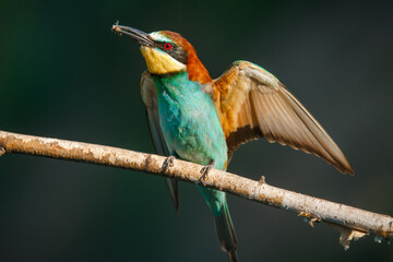 The European bee-Eater comes to land on a branch