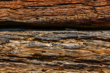 Texture of the logs damaged by wood pests. Wooden pattern for background