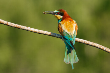 A Golden bee eater sits on a branch on a green background