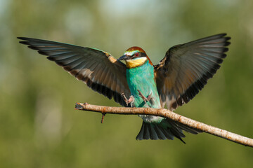 The European bee-Eater comes to land on a branch