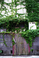 つる植物に覆われた家、空き家、Creeping plants, green background, Creeper plant