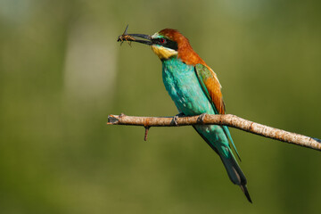A Golden bee eater sits on a branch with its prey
