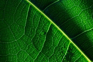 green leaf texture