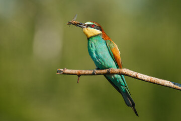 A Golden bee eater sits on a branch with its prey