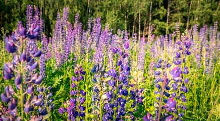 Lupinus, lupin, lupine field with pink purple and blue flowers. Bunch of lupines summer flower background