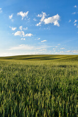 Summer rural scenery with green wheat fields and hills at sunset. Selective focus. 