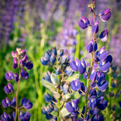 Lupinus, lupin, lupine field with pink purple and blue flowers. Bunch of lupines summer flower background