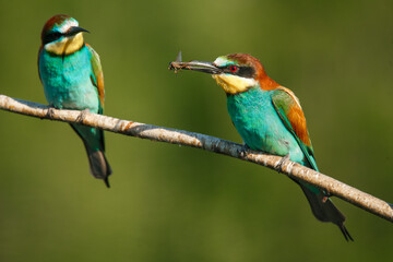 two Golden bee eater sitting on a branch on a green background