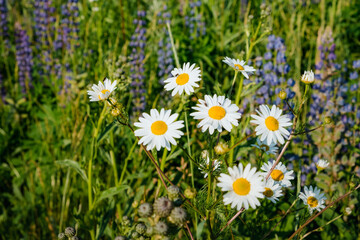 Green grass and chamomiles in the nature