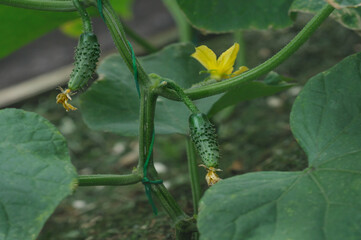 Little cucumbers growing on a branch