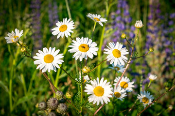 Fototapeta premium Green grass and chamomiles in the nature