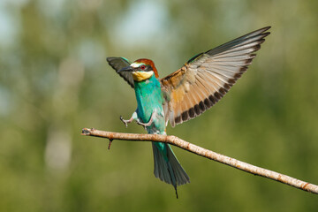 The European bee-Eater comes to land on a branch