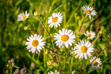 Fototapeta premium Green grass and chamomiles in the nature