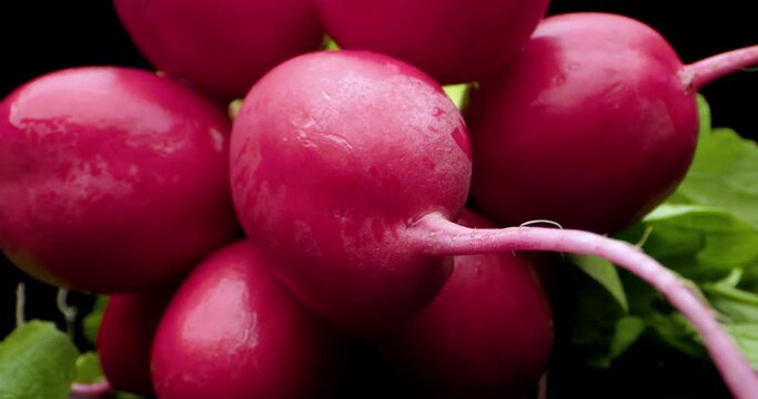 fresh radish