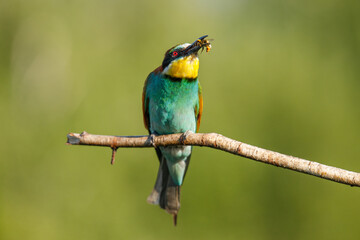 A Golden bee eater sits on a branch on a green background