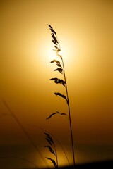 Obraz na płótnie Canvas Spica sunset golden Light view