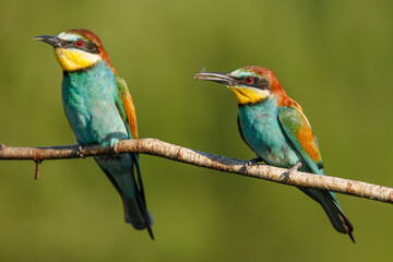 two Golden bee eater sitting on a branch on a green background