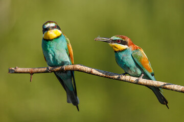 two Golden bee eater sitting on a branch on a green background