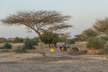 Family travelling home on donkeys from market, Chad