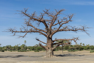 Baobab tree in the chad desert.