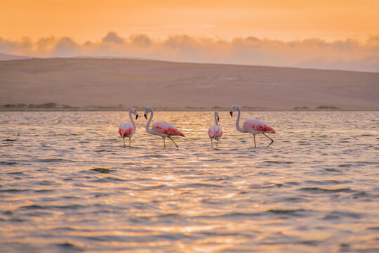 Two flamingo couples