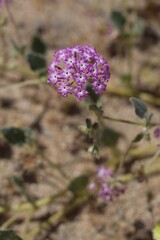 Head flowers in shades of pink and white arise from Desert Sand Verbena, Abronia Villosa, Nyctaginaceae, native Herbaceous Annual in the periphery of Joshua Tree City, Southern Mojave Desert, Springti